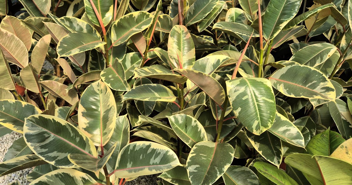 Figueira-de-Borracha 'Tineke'