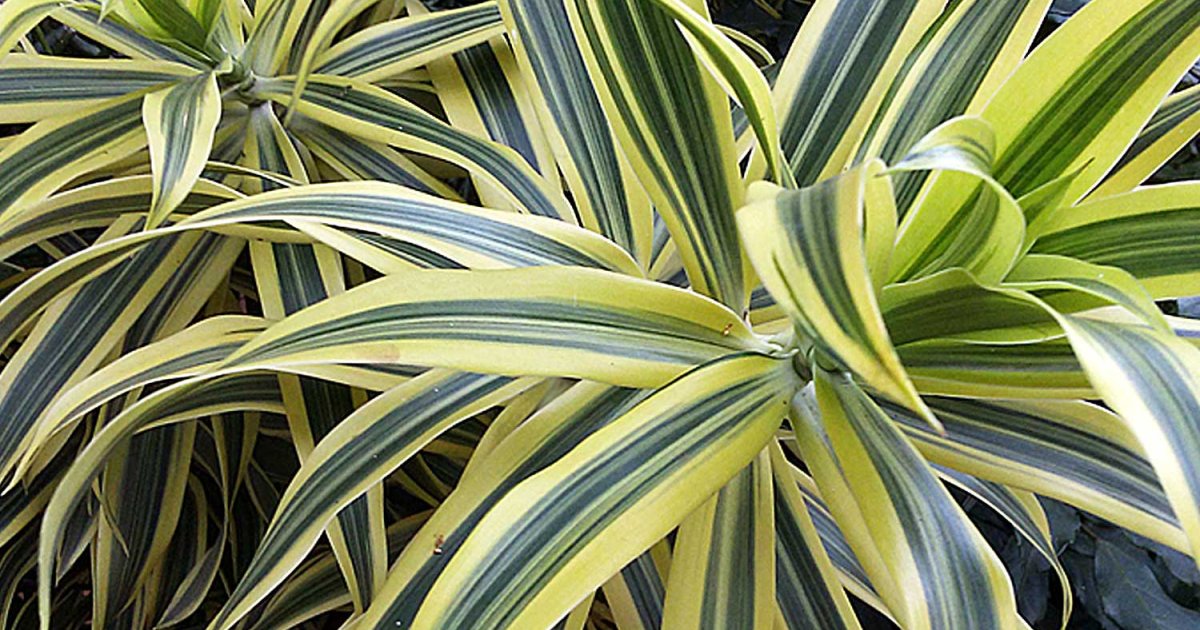 Pleomele Variegata